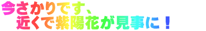 今さかりです、 　近くで紫陽花が見事に！　　